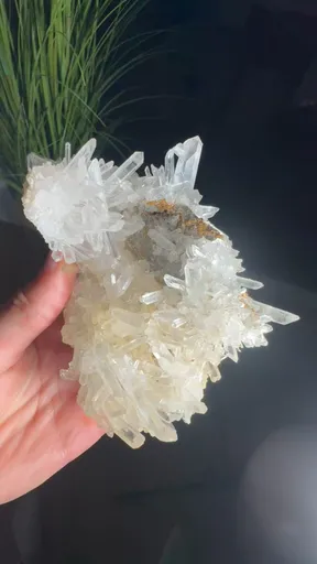 specimen video
