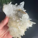 specimen video