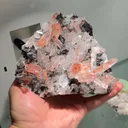 specimen video