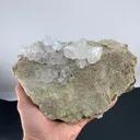 specimen video