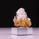 specimen video