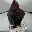 specimen video