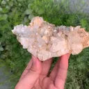 specimen video
