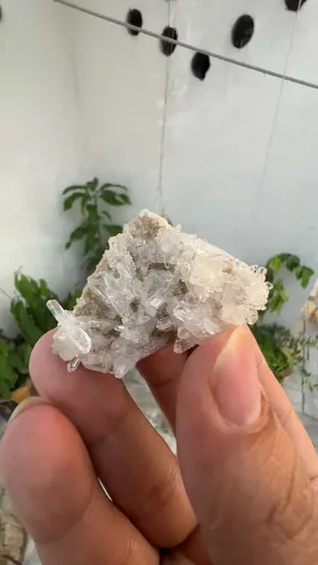 specimen video