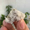 specimen video