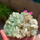 specimen video