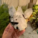 specimen video