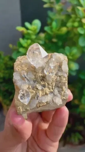 specimen video