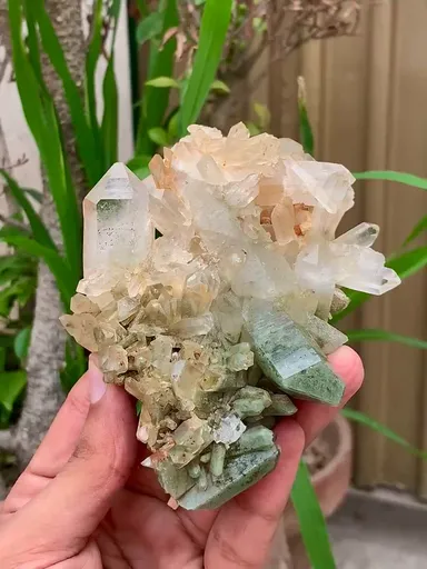 specimen video