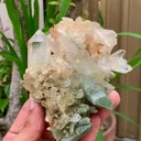specimen video