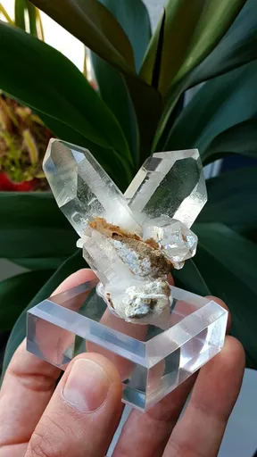 specimen video