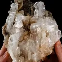 specimen video