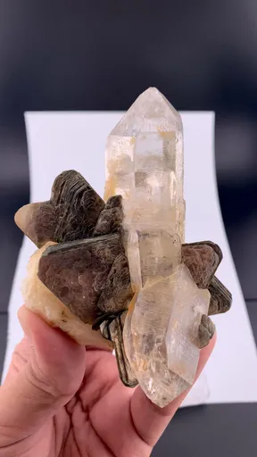 specimen video