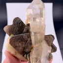 specimen video