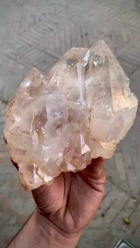 specimen video