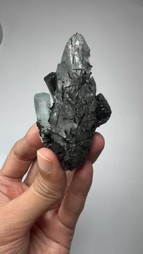 specimen video