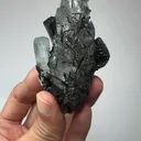 specimen video