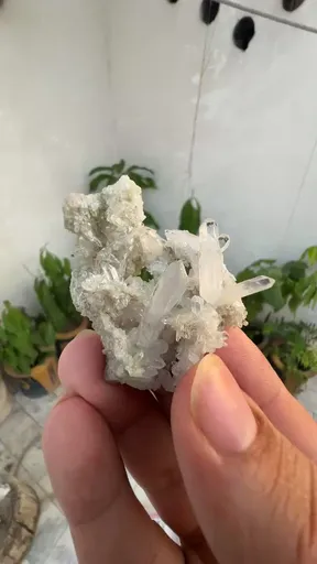 specimen video