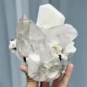 specimen video