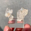 specimen video