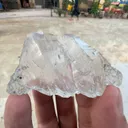 specimen video