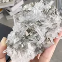 specimen video