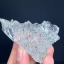 specimen video