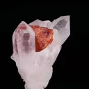 specimen video