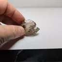 specimen video