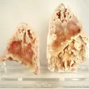 Quartz Included By Montmorillonite (Set) - image 6