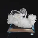 specimen video