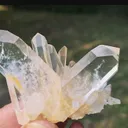 specimen video