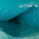 Quartz on Chryscocolla - image 2