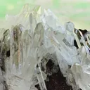 specimen video