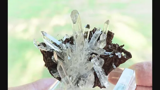 specimen video