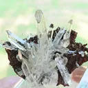 specimen video