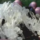 specimen video