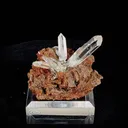 specimen video