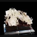 specimen video