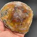 Quartz (Petrified Wood) - image 1