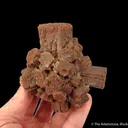 Quartz ps. Aragonite - image 1