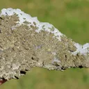 Quartz & Pyrite 900 grams - El Hammam Mine, Khémisset Province, Rabat-Salé-Kénitra Region, Morocco - image 7