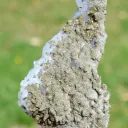 Quartz & Pyrite 900 grams - El Hammam Mine, Khémisset Province, Rabat-Salé-Kénitra Region, Morocco - image 5