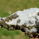 Quartz & Pyrite 900 grams - El Hammam Mine, Khémisset Province, Rabat-Salé-Kénitra Region, Morocco - image 8
