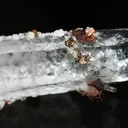 Quartz, Pyrite, Ankerite - image 2