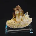 specimen video
