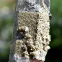 Quartz & siderite Apatite 205 grams - Panasqueira Mines, Covilhã, Castelo Branco District, Portugal - image 7
