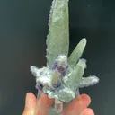 specimen video