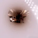 Quartz sphere with Thorite inclusion - image 4