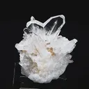 specimen video
